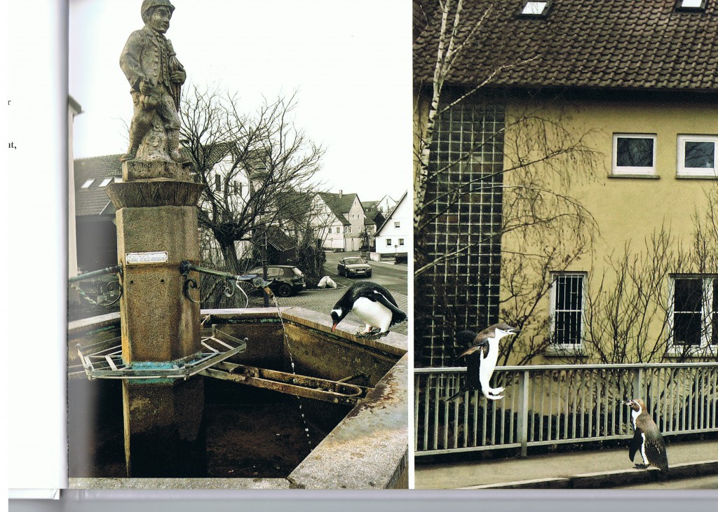 wildes dußlingen pinguine